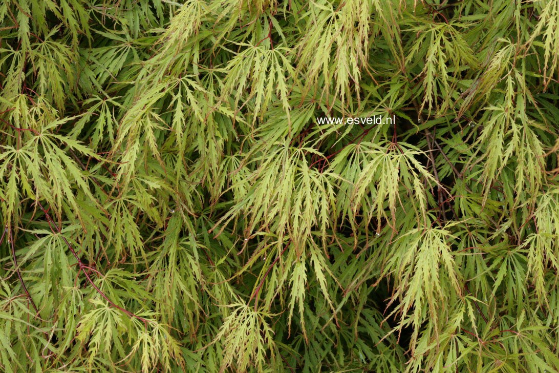 Acer palmatum 'Alloys'