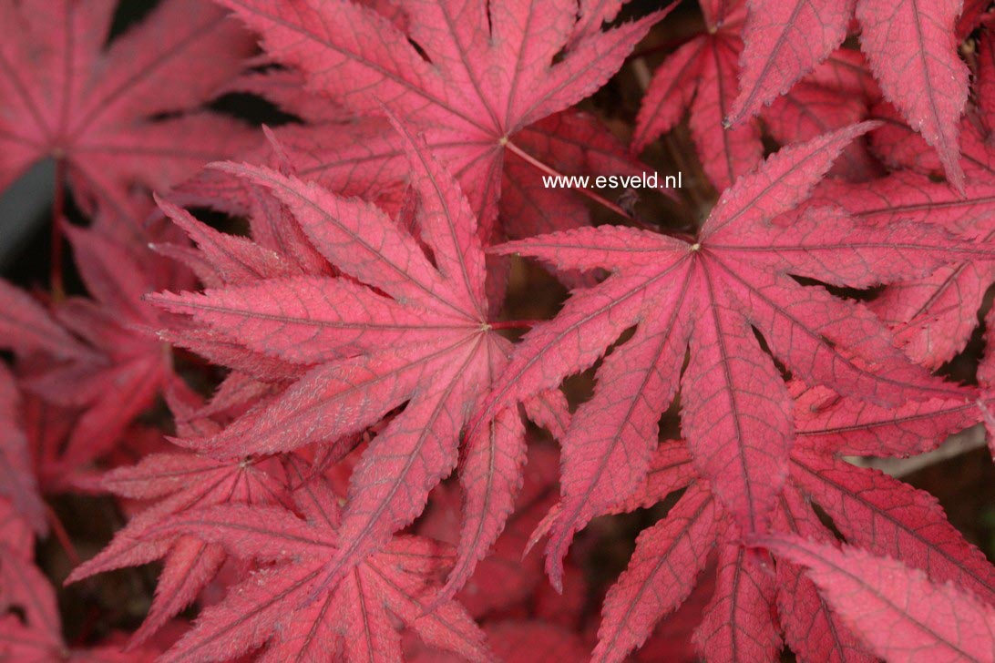 Acer palmatum 'Amagi-shigure'