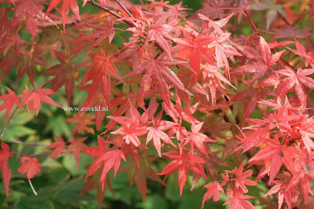 Acer palmatum 'Ao-ba-nishiki'