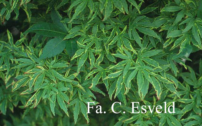 Acer palmatum 'Ao-kanzashi'