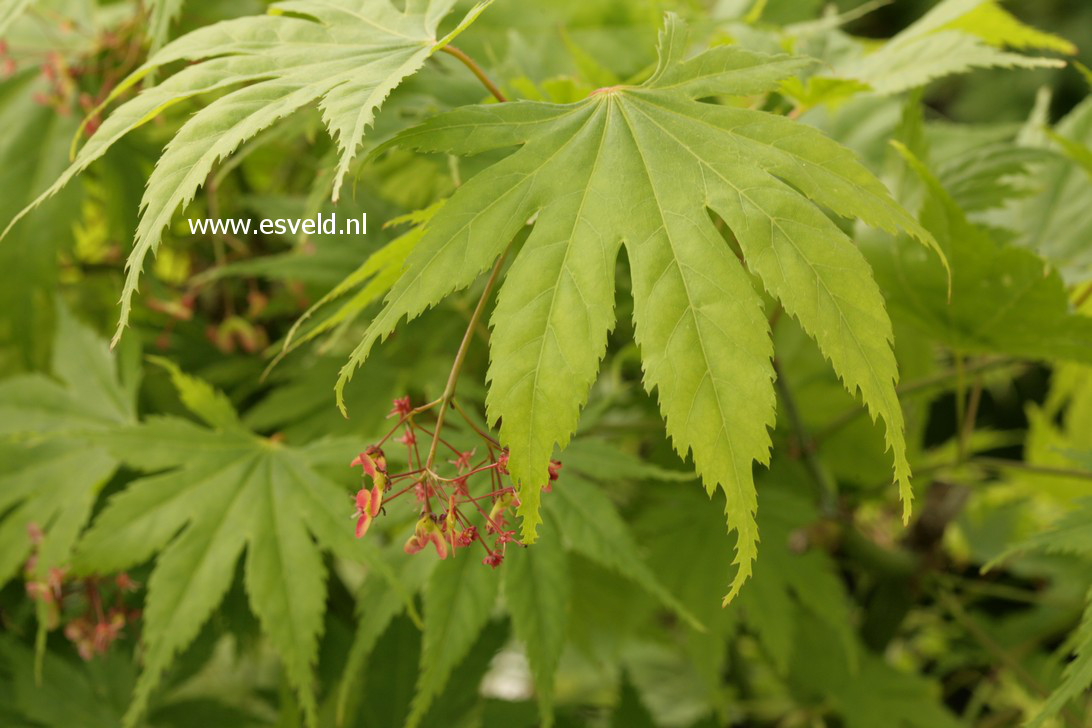 Acer palmatum 'Ao-meshime-no-uchi-shidare'