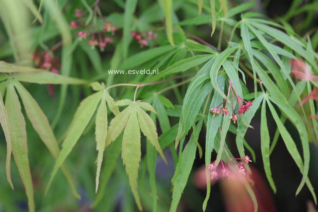 Acer palmatum 'Ao-shichigosan'