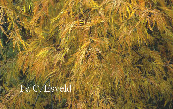 Acer palmatum 'Ao-shidare'
