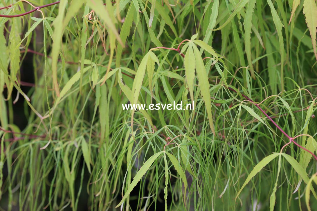 Acer palmatum 'Ao-shime'