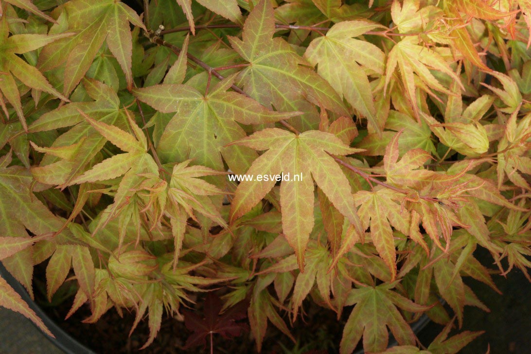 Acer palmatum 'Aoba-joh'