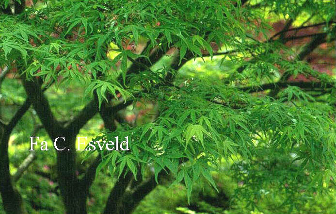 Acer palmatum 'Aome-shime-no-uchi'