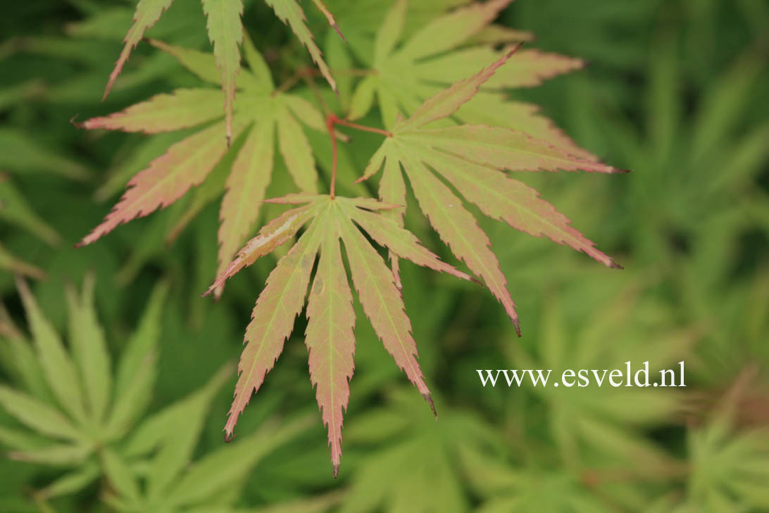 Acer palmatum 'Arakawa-ukon'