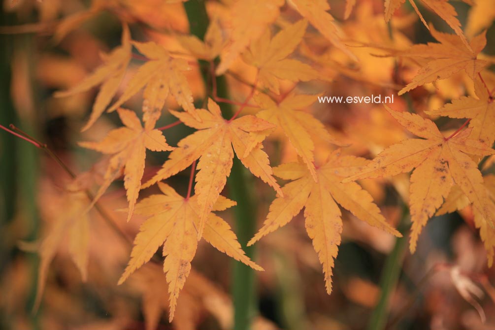 Acer palmatum 'Arashi-yama'
