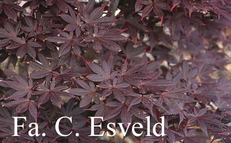 Acer palmatum 'Ariake-nomura'