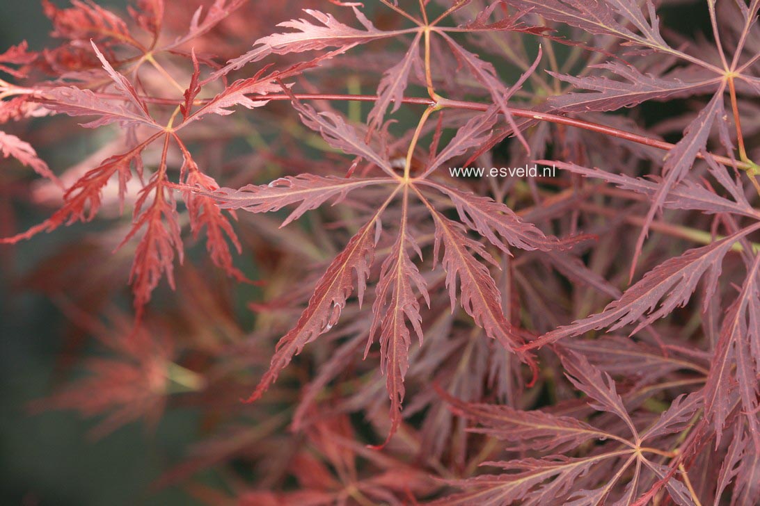 Acer palmatum 'Arton'