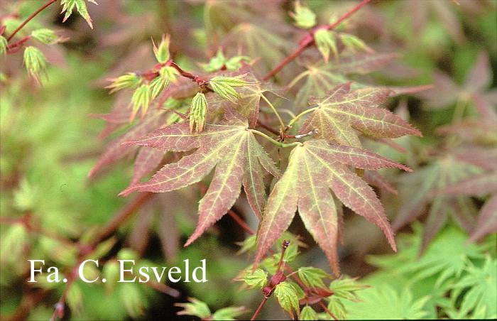 Acer palmatum 'Atropurpureum Variegatum'