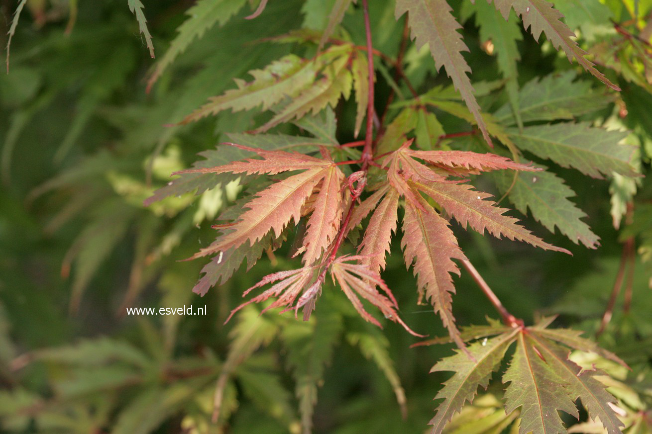Acer palmatum 'Azuma-murasaki'