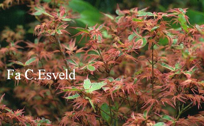 Acer palmatum 'Banda-hime'