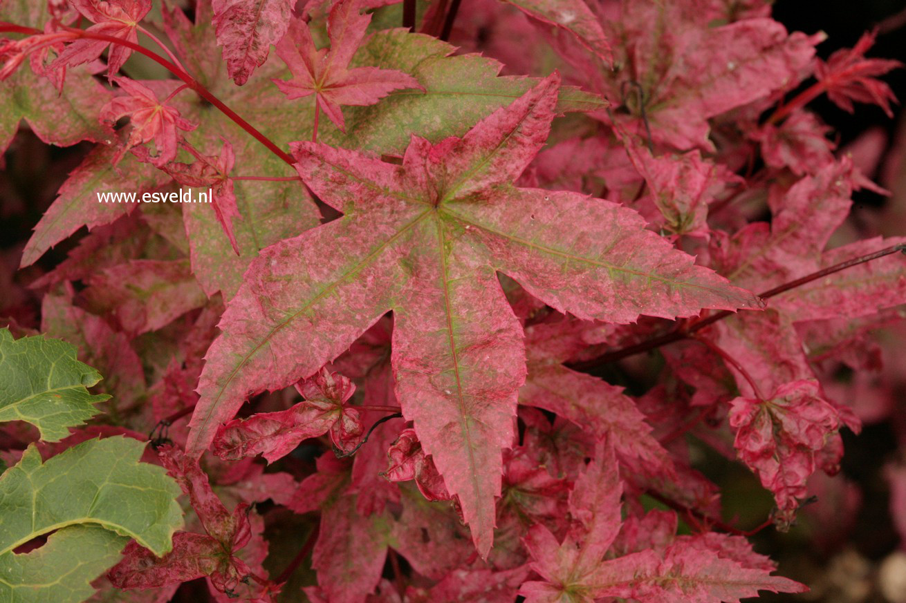 Acer palmatum 'Beni K. Sport'