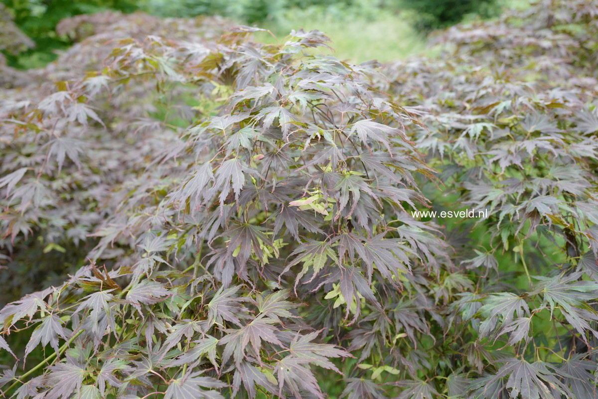 Acer palmatum 'Beni-gasa'