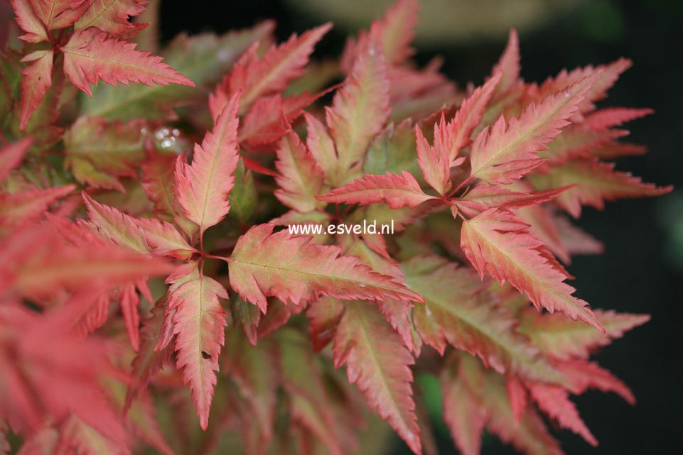Acer palmatum 'Beni-hagaromo'