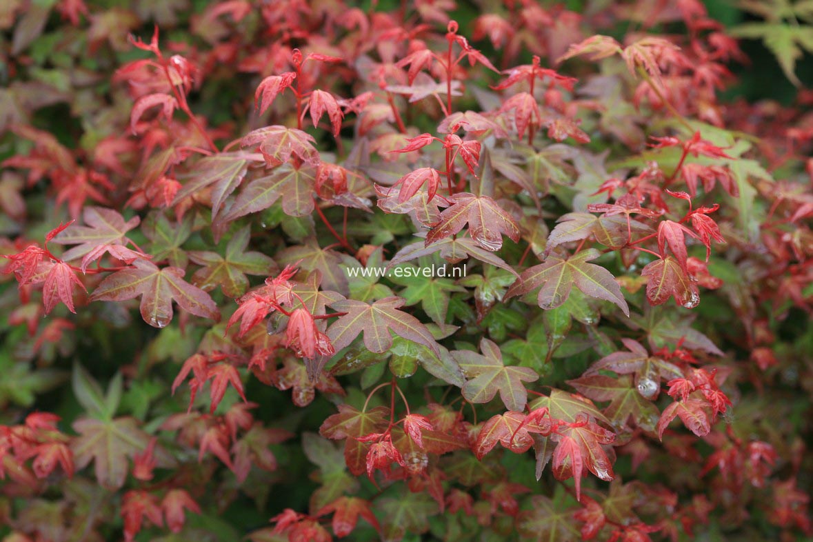 Acer palmatum 'Beni-hime'