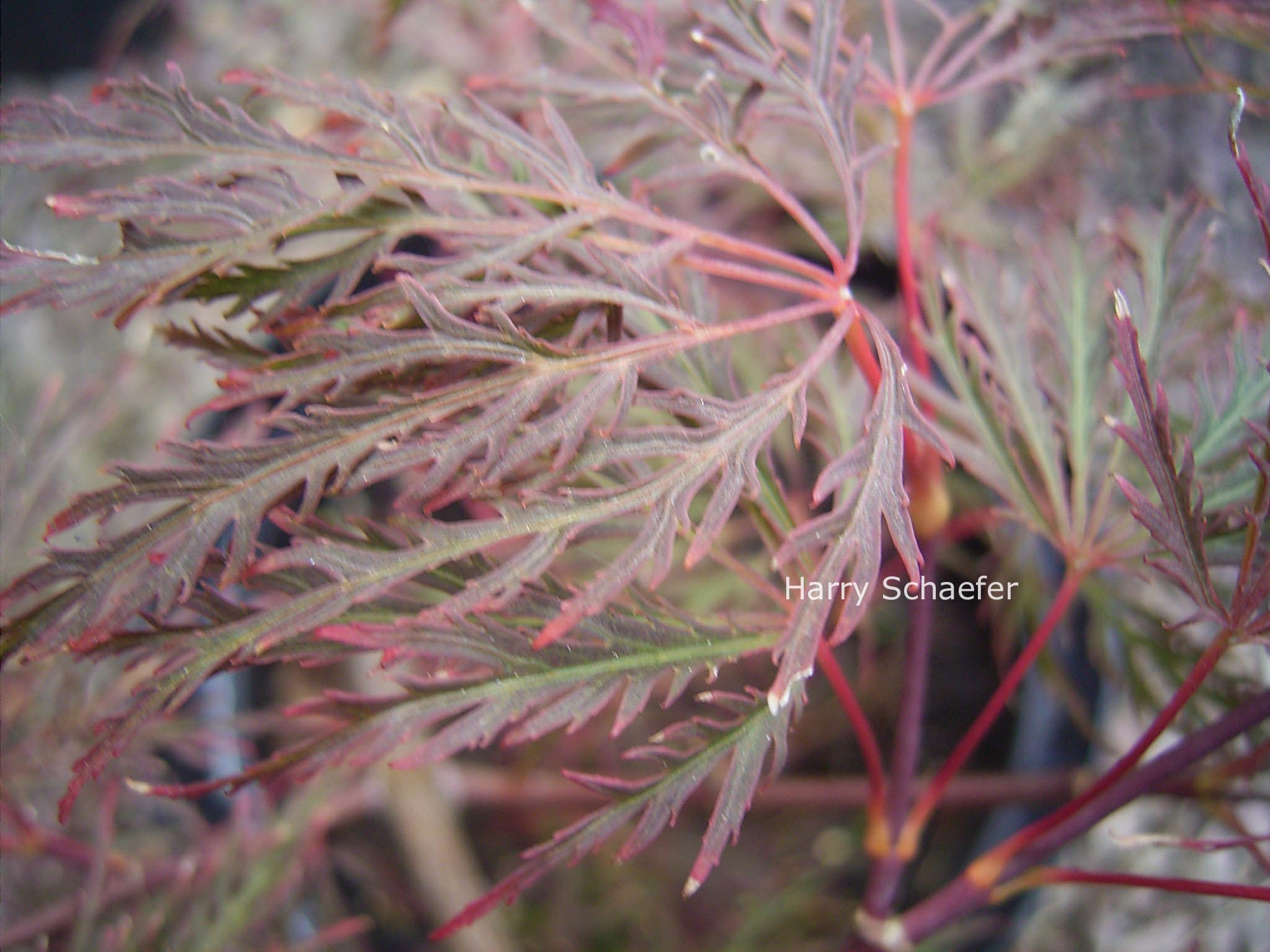 Acer palmatum 'Beni-kumo-no-su'