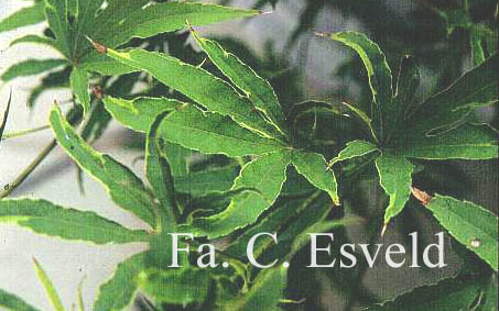 Acer palmatum 'Beni-shi-en'