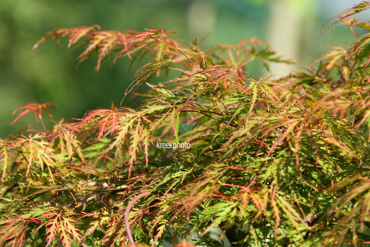 Acer palmatum 'Birthday Wishes'