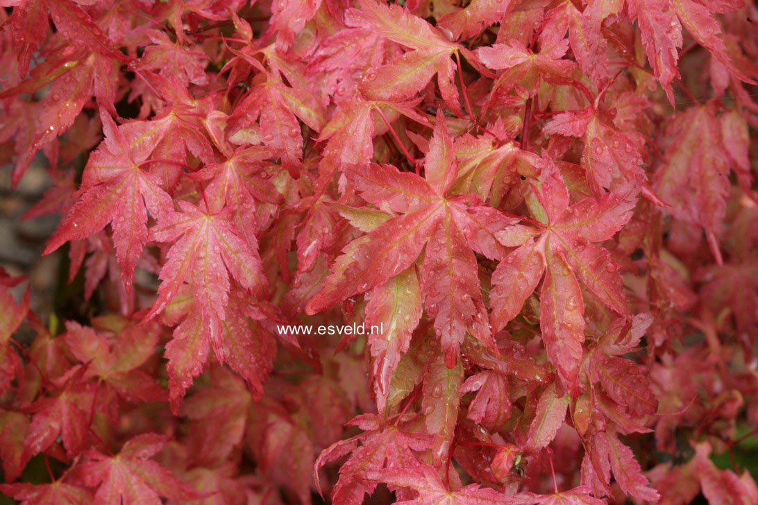 Acer palmatum 'Bonfire'