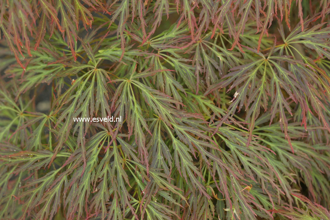 Acer palmatum 'Bronzewing'