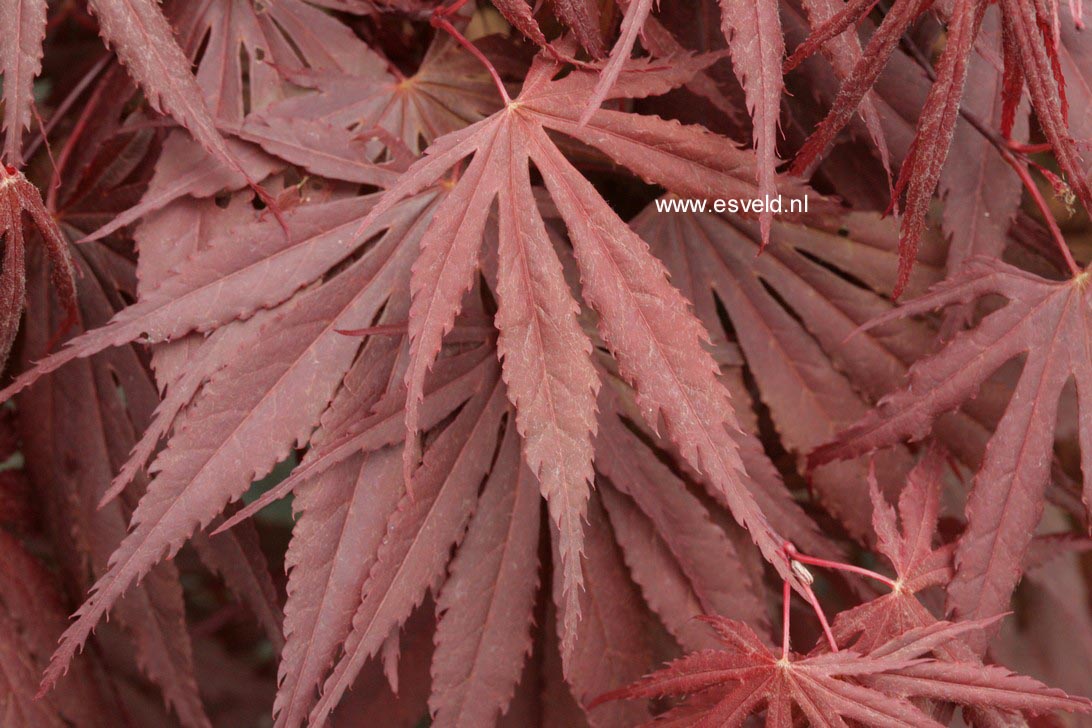 Acer palmatum 'Bujo-ji'