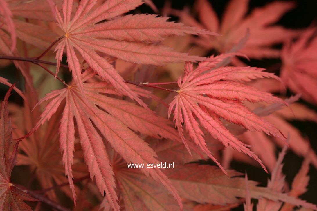 Acer palmatum 'Bultinck'