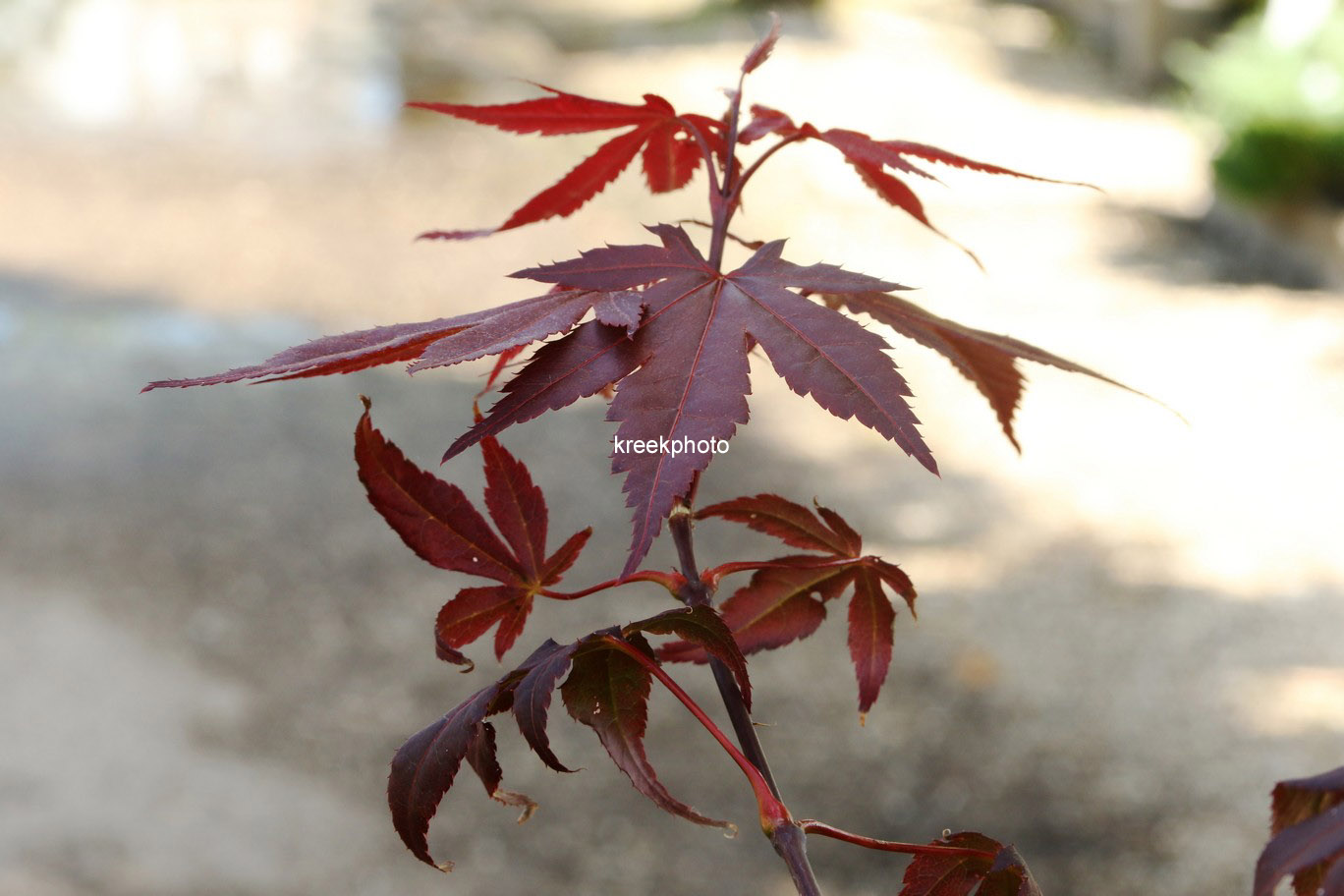 Acer palmatum 'Burgundy Flame'
