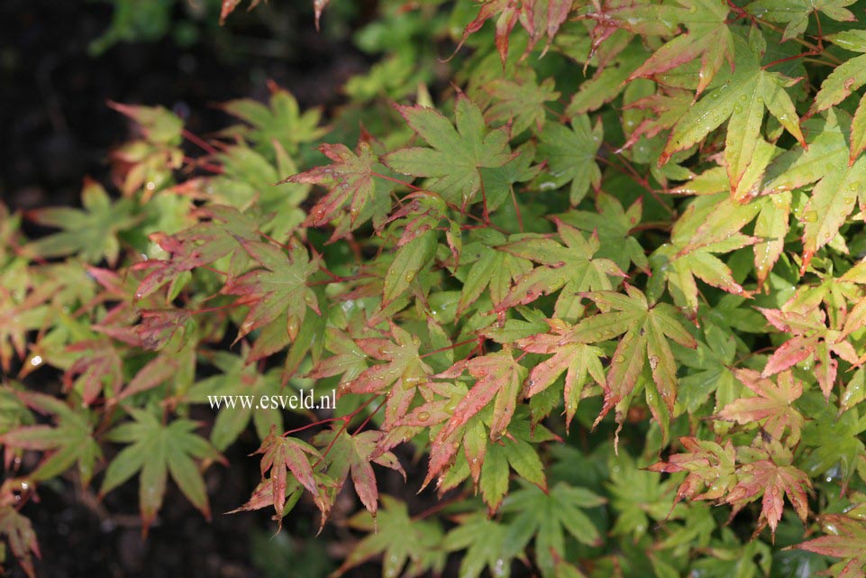 Acer palmatum 'Caperci Dwarf'
