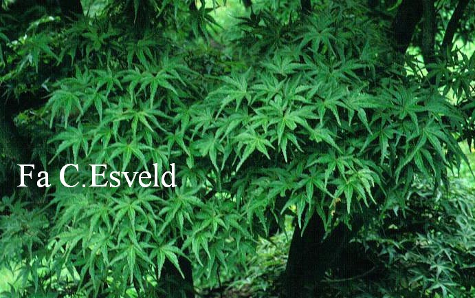 Acer palmatum 'Captain McEacharn'