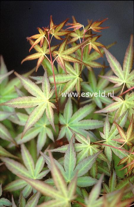 Acer palmatum 'Chi-otome'