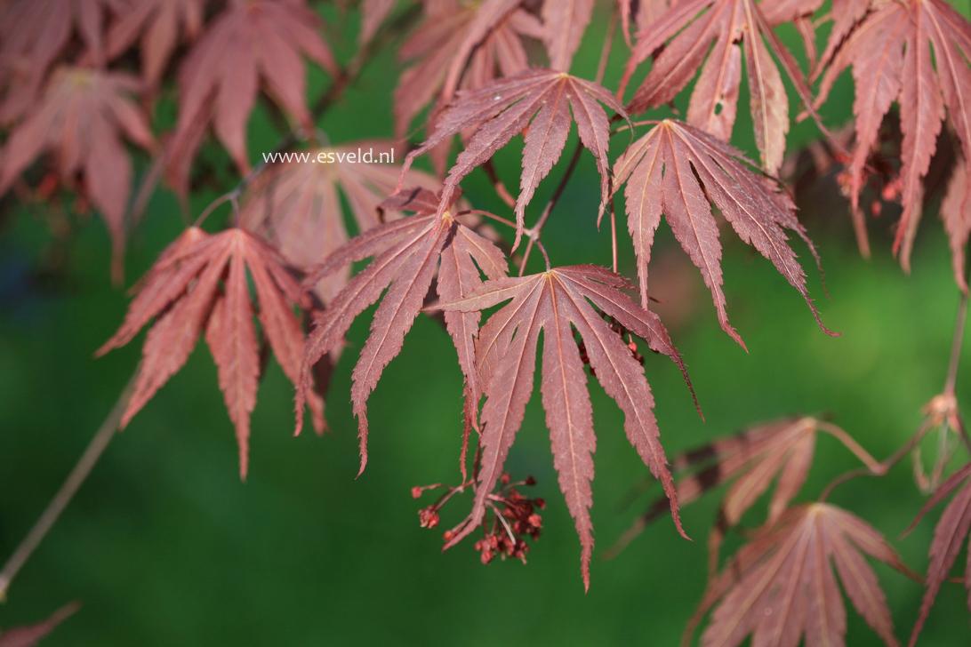 Acer palmatum 'Chirimen-nishiki'