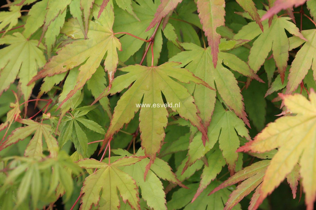 Acer palmatum 'Chūgū-ji'