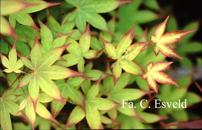 Acer palmatum 'Chuzen-ji'