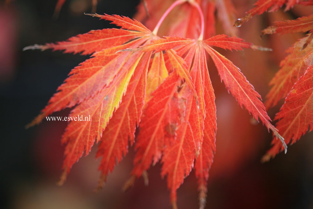 Acer palmatum 'Crimson Carol'