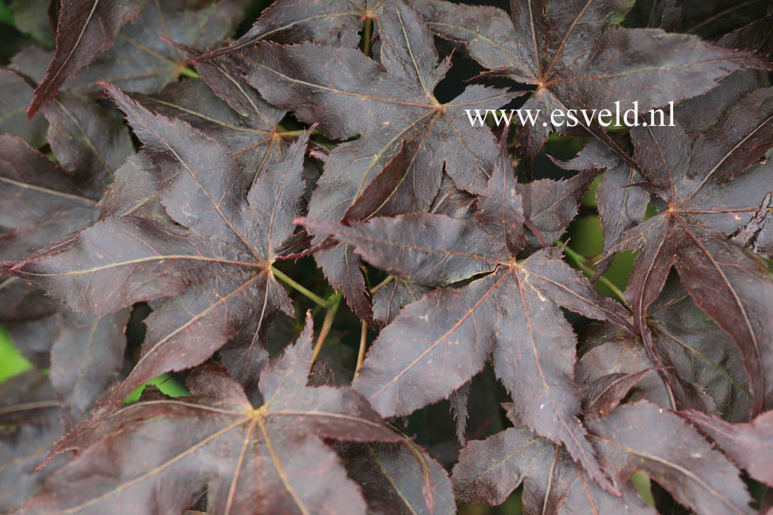 Acer palmatum 'Crumple Leaf'