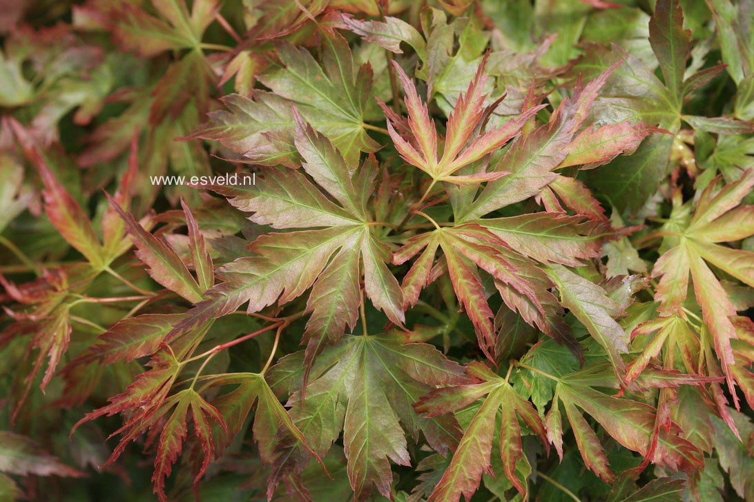 Acer palmatum 'Cynthia's Crown Jewel'