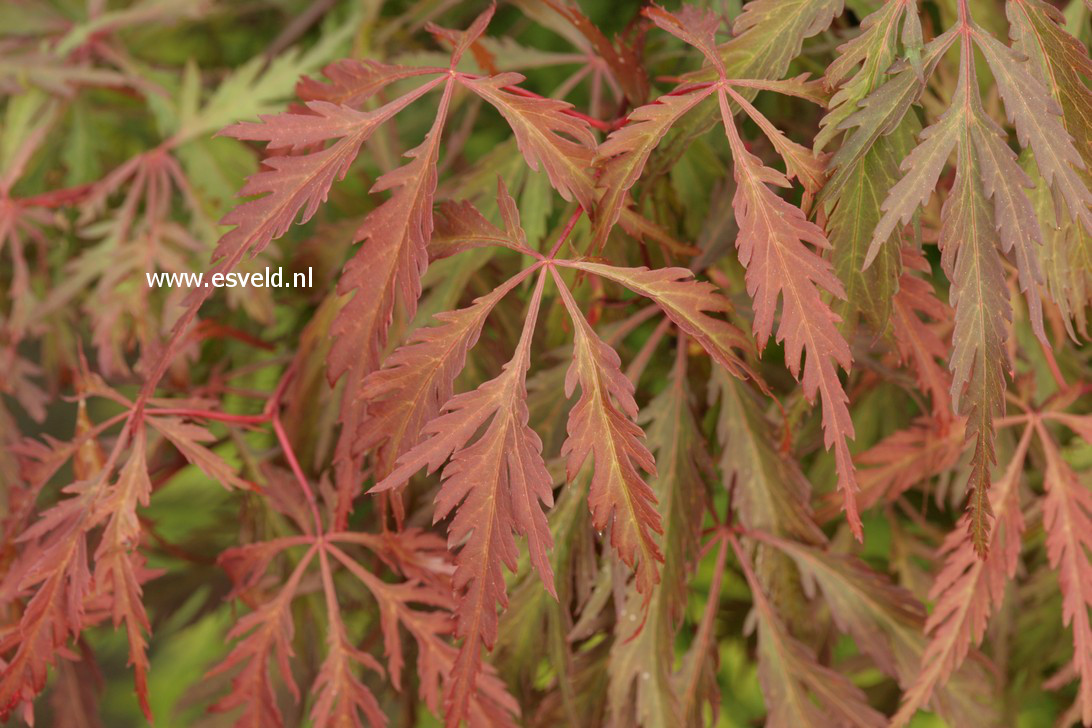 Acer palmatum 'Dai'
