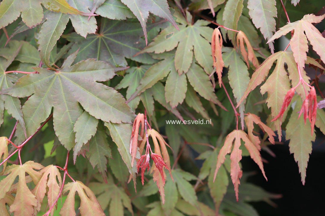 Acer palmatum 'Daiji-sen'