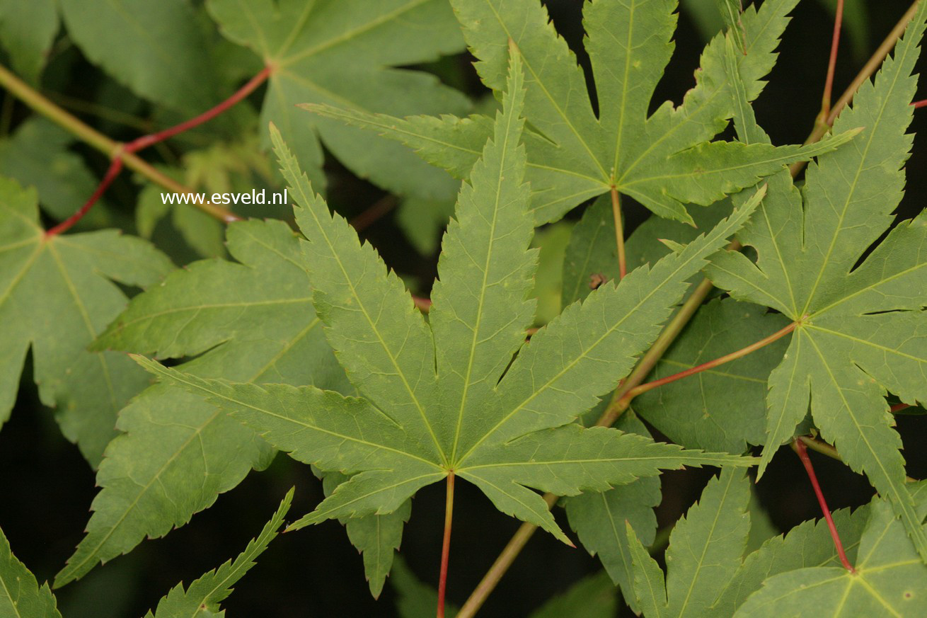 Acer palmatum 'Dave Verkade'
