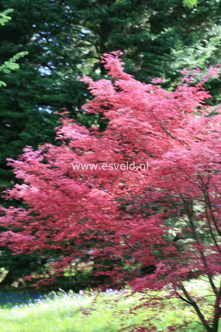 Acer palmatum 'De-shohjoh'