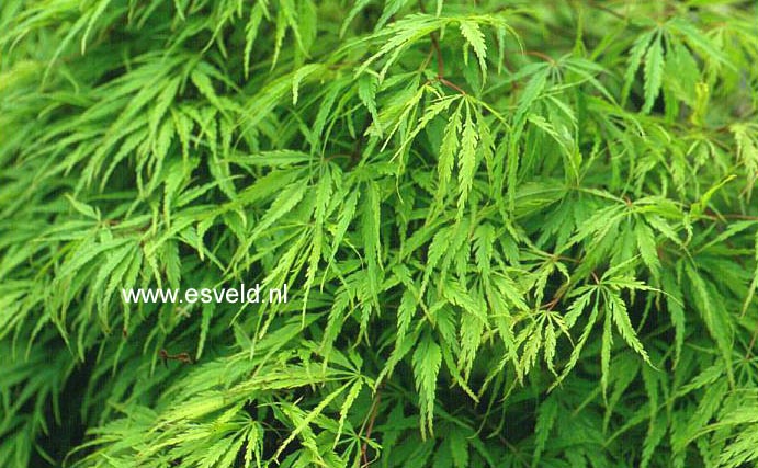 Acer palmatum 'Dissectum Paucum'