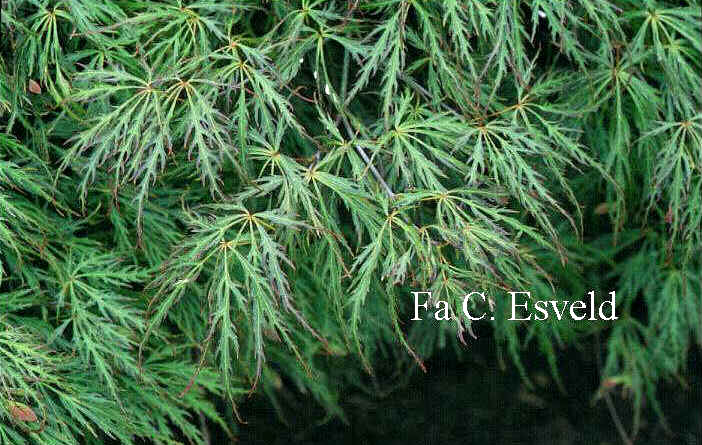Acer palmatum 'Dissectum Rubrifolium'