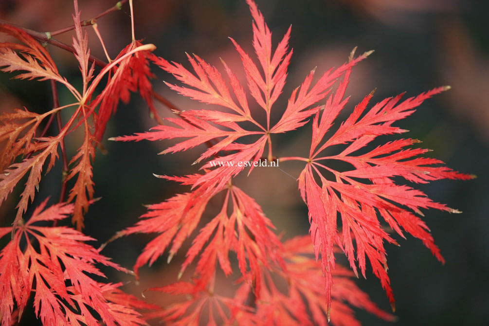 Acer palmatum 'Dr. Baker'