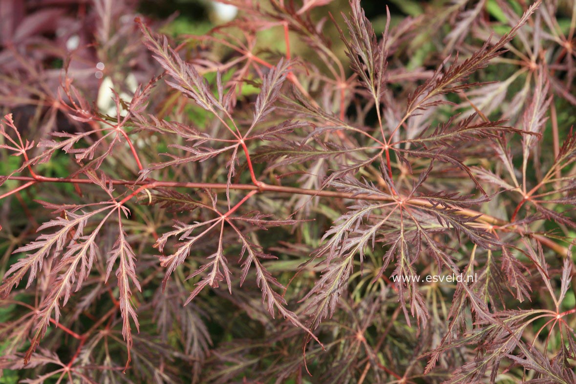 Acer palmatum 'Dr. Brown'