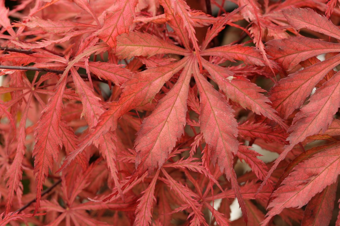 Acer palmatum 'Earthfire'