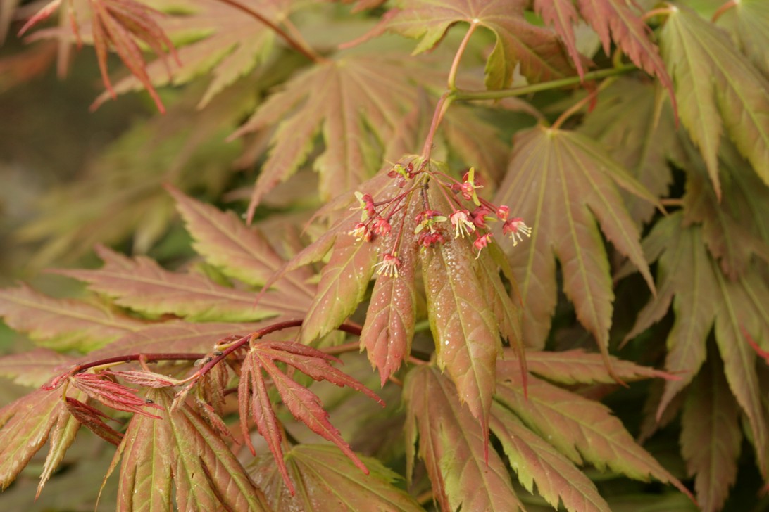 Acer palmatum 'Ever Autumn'