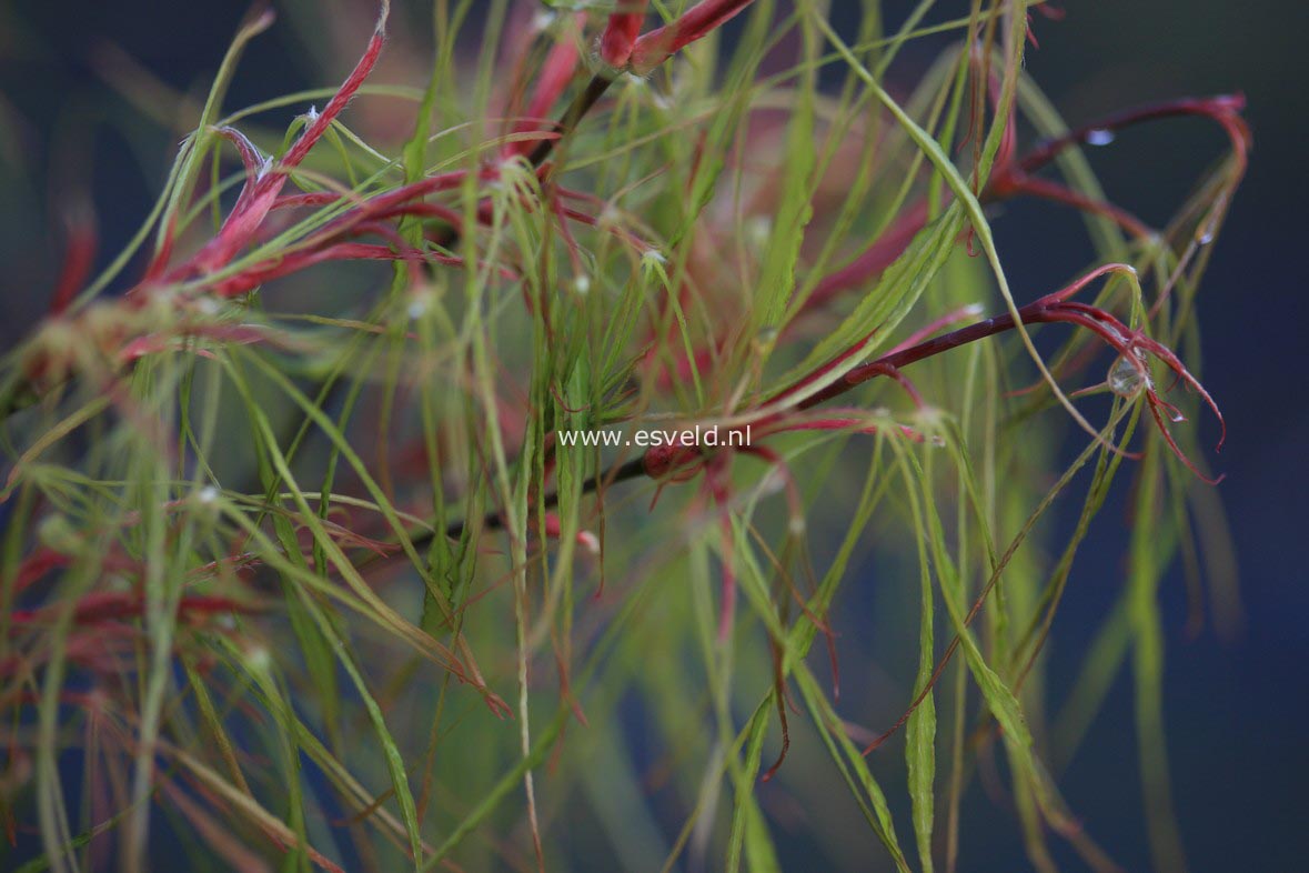 Acer palmatum 'Fairy Hair'