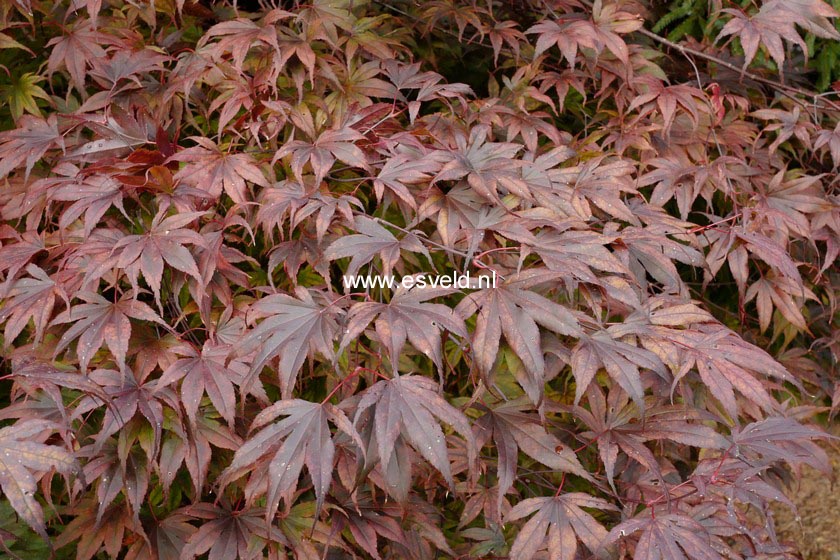 Acer palmatum 'Flushing'